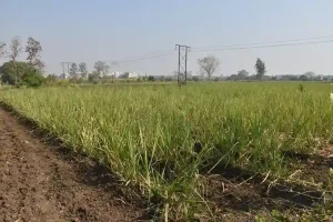 Surat farmer Nimeshbhai Patel adopted natural farming, cultivated sugarcane and turmeric and achieved a production worth lakhs