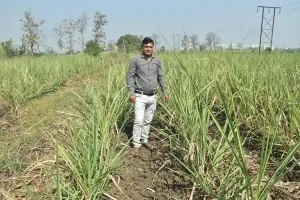 Surat farmer Nimeshbhai Patel adopted natural farming, cultivated sugarcane and turmeric and achieved a production worth lakhs
