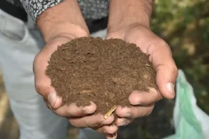 Surat farmer Nimeshbhai Patel adopted natural farming, cultivated sugarcane and turmeric and achieved a production worth lakhs
