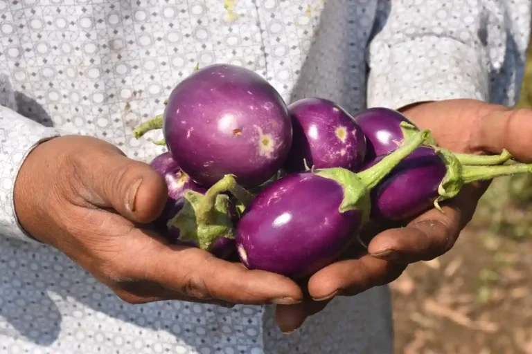 organic farming Sale of mixed crops in Bardoli through natural farming (1) organic-farming-Sale-of-mixed-crops-in-Bardoli-through-natural-farming