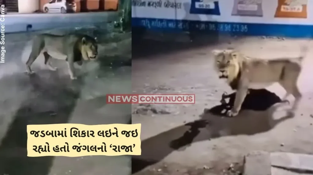 Asiatic Lion Video lion was crossing road with prey in its jaws suddenly turned around- after seeing the camera and