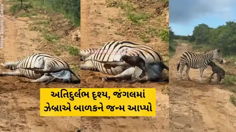 Zebra Birth video Tourist Captures Rare Footage Of Zebra Giving Birth, Internet In Awe