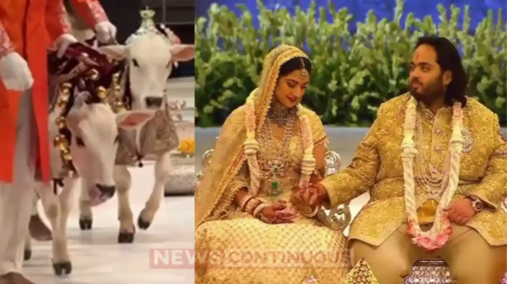 anant and radhika wedding cow had food cuffs with diamonds reveals kardashian sisters