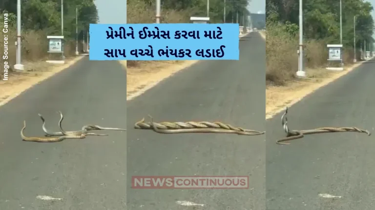 Animal Video Two Snakes Are Fighting For A Female Snake In Pune Video Viral