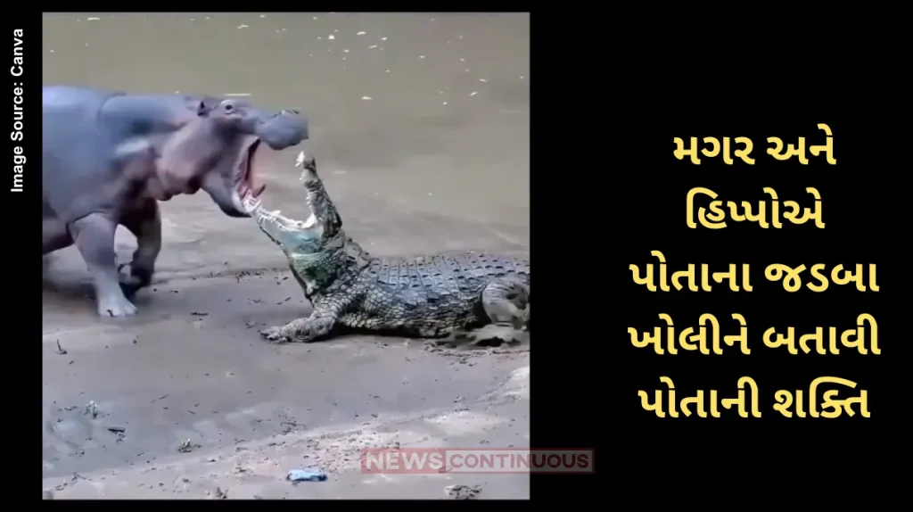 Hippopotamus Vs Crocodile Fighting Whose Jaws Are More Powerful