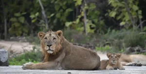 Lion Counting Gujarat Asiatic lion census to be held in Gujarat in two phases from May 10 to 13