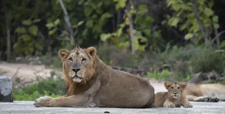 Lion Counting Gujarat Asiatic lion census to be held in Gujarat in two phases from May 10 to 13 (1) Lion Counting Gujarat Asiatic lion census to be held in Gujarat in two phases from May 10 to 13