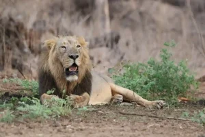 Lion Counting Gujarat Asiatic lion census to be held in Gujarat in two phases from May 10 to 13
