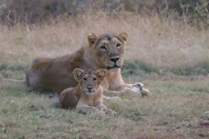 Lion Counting Gujarat Asiatic lion census to be held in Gujarat in two phases from May 10 to 13