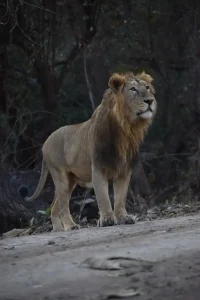 Lion Counting Gujarat Asiatic lion census to be held in Gujarat in two phases from May 10 to 13