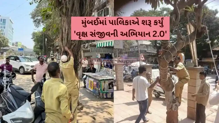 Mumbai News BMC Launches ‘Vruksha Sanjeevani Abhiyan’ To Restore Health Of Road Side Trees Mumbai News BMC Launches 'Vruksha Sanjeevani Abhiyan' To Restore Health Of Road Side Trees