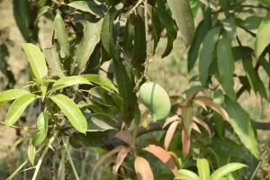 Natural Farming Farmer Pradipbhai Neta started natural farming after retirement