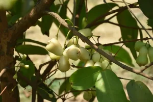 Natural Farming Farmer Pradipbhai Neta started natural farming after retirement