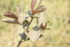 Natural Farming Farmer Pradipbhai Neta started natural farming after retirement