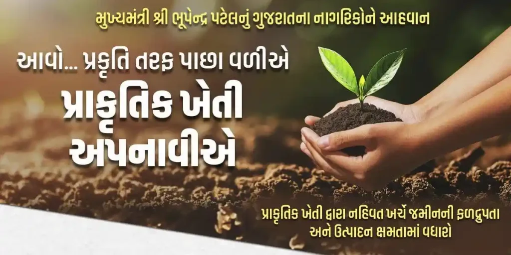 Natural Farming In natural farming, there is no need for chemical fertilizers, nutrition is provided naturally through Jivamrut.