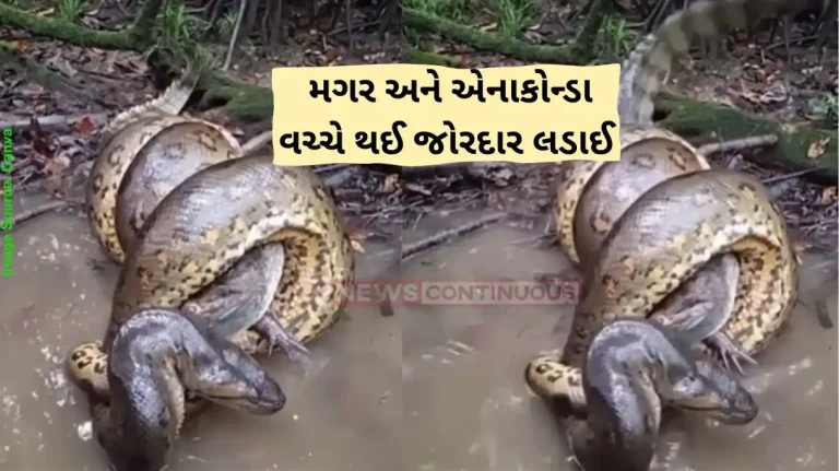 Wildlife Viral Video Dangerous fight between anaconda and crocodile video went viral