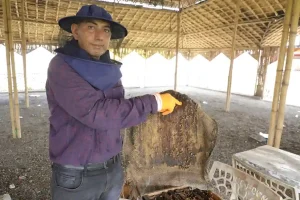 Bee Farming Vinodbhai Nakum from Dabholi area of ​​Surat left the diamond business and found a new identity through beekeeping