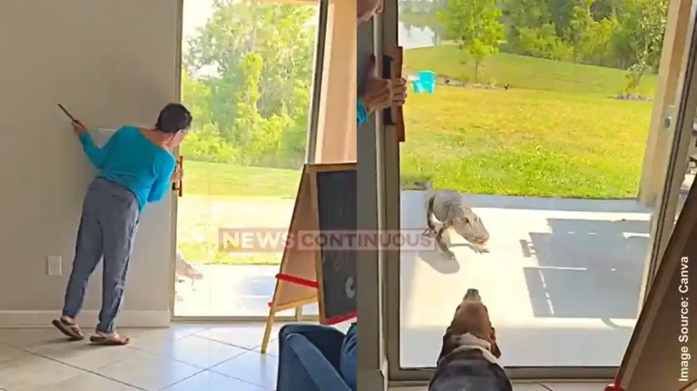 Crocodile Video Alligator Caught ‘Knocking on Doors’ of Florida Homes Crocodile Video Alligator Caught 'Knocking on Doors' of Florida Homes