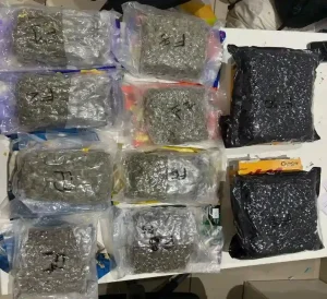 DRI Ahmedabad DRI seizes over 40 kg hydroponic cannabis in Ahmedabad, three arrested