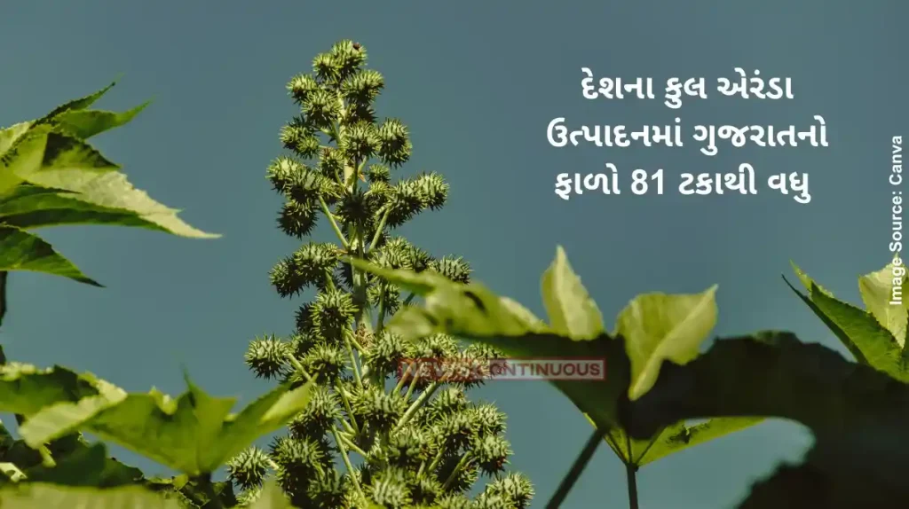 Gujarat Castor Production Gujarat contributes more than 81 percent to the country's total castor oil production.