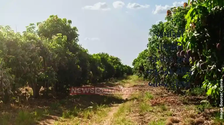 Harit Van Greenery on the wasteland of the district panchayat, more than 22,000 trees planted at Dabholi, Katargam