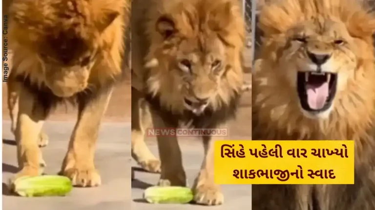 Lion Viral Video Lion Tastes Vegetable First Time Watch His Reaction Funny Video