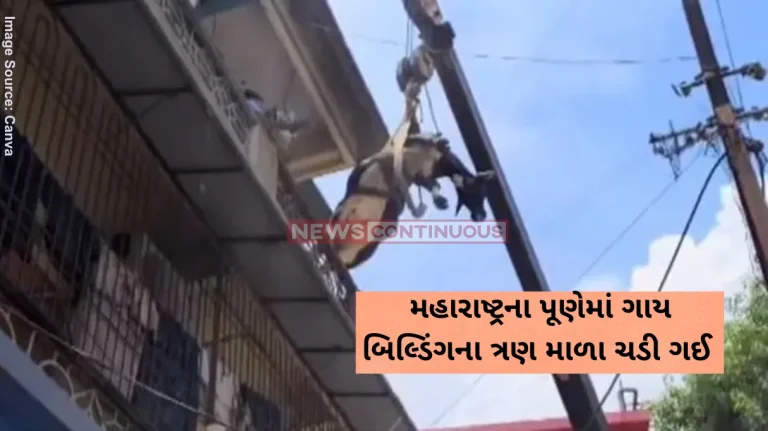 Pune Cow Video Cow Races To 3rd Floor Of Pune Building To Escape Stray Dogs, Rescued
