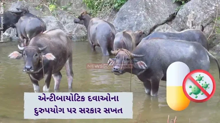 AMR crisis Government Cracks Down on Antibiotic Misuse in Animals, New Monitoring System Introduced