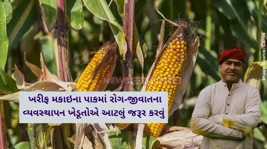 Agriculture News Farmers must do this before and during sowing to manage diseases and pests in the kharif corn crop.....!!