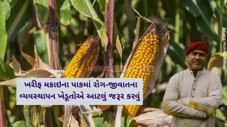 Agriculture News Farmers must do this before and during sowing to manage diseases and pests in the kharif corn crop…..!! Agriculture News Farmers must do this before and during sowing to manage diseases and pests in the kharif corn crop.....!!