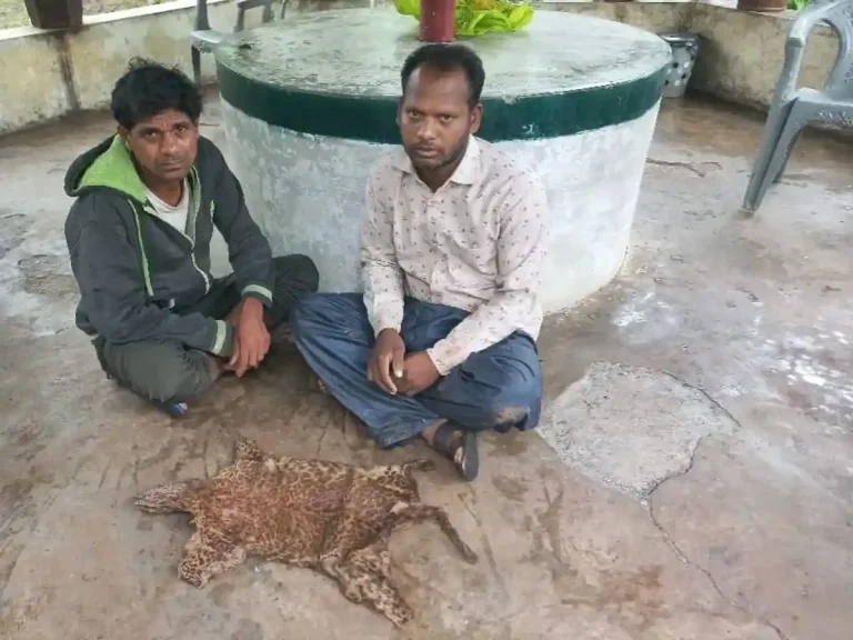 Gujarat wildlife trafficking Gujarat Forest Dept seizes leopard cub skin; arrests 3 for wildlife trafficking in Valsad