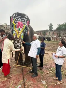 Jagannath Rath Yatra 2025 Elephants to undergo check-ups ahead of Ahmedabad Rath Yatra