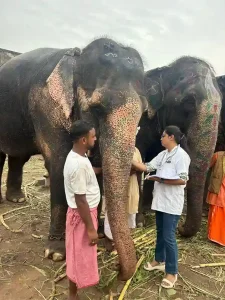 Jagannath Rath Yatra 2025 Elephants to undergo check-ups ahead of Ahmedabad Rath Yatra