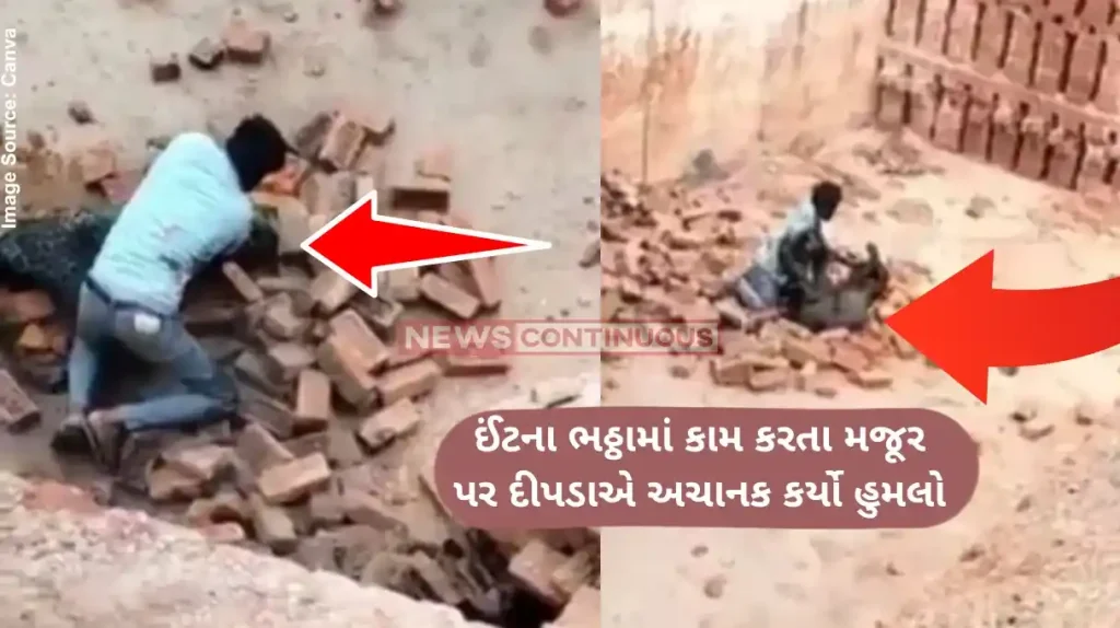 Leopard Attack VideoMan Vs Leopard, Video Captures Brick Kiln Worker Bravely Fighting Wild Cat In UP's Lakhimpur Kheri