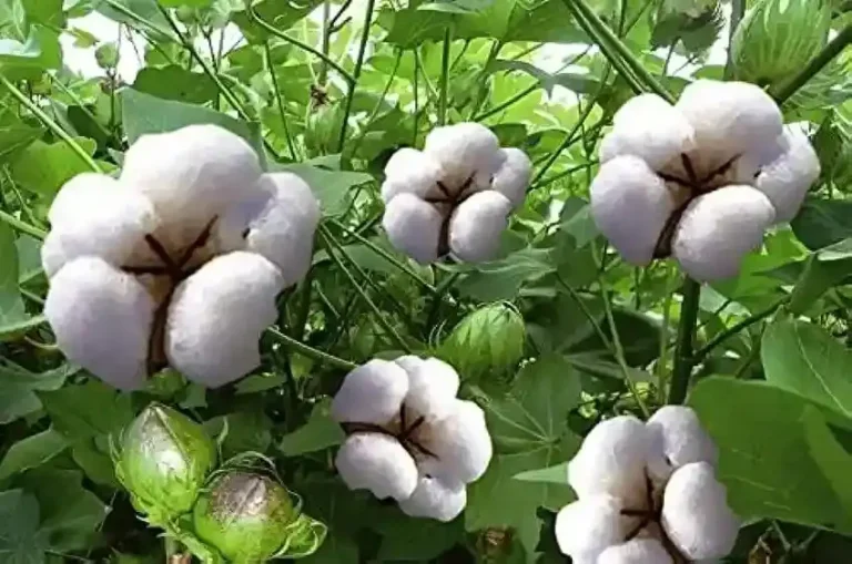 Natural Farming Increased cotton production through natural farming, this method of farming brings us closer to nature and also preserves the environment for future generations. Natural Farming Increased cotton production through natural farming, this method of farming brings us closer to nature and also preserves the environment for future generations.