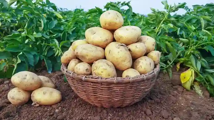 Natural Farming Profitable cultivation of potato, the king of vegetables, without which every cooking is incomplete
