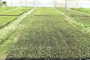 Viksit Krishi Sankalp Abhiyan Progressive farmer Ishwarbhai earns a substantial income by raising livestock