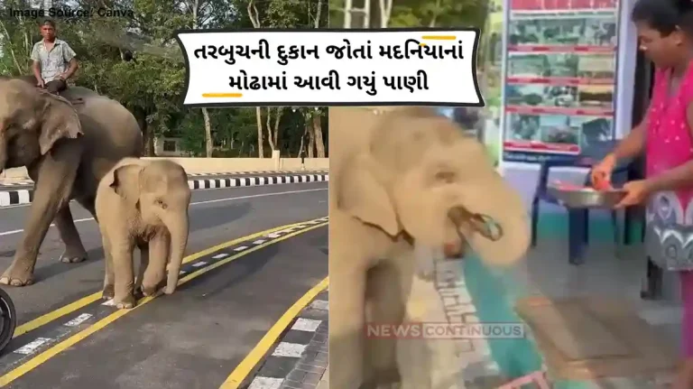 Baby Elephant eating Watermelon Baby Elephant Asks For Watermelon Slices To Woman Cute Video Goes Viral Left Internet Smile