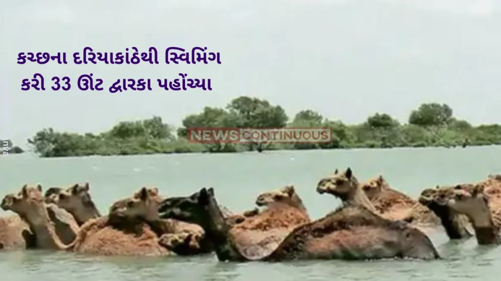 Camels Swim Video rare Kharai Camels Rescued From Arabian Sea Off Gujarat Jamnagar Coast