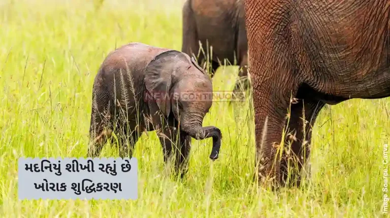 - Elephant Calf Video There are different ways to eat the grass. And that mother is teaching the calf.