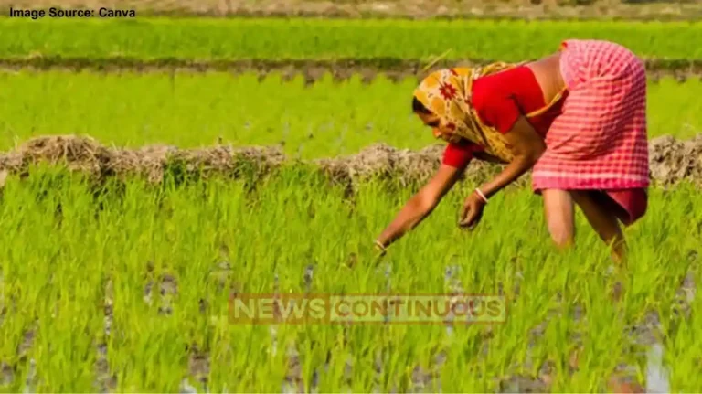 Gujarat News Monsoon-Kharif sowing completed in more than 50 percent of the area in the state