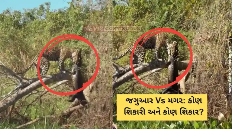 Jaguar vs Crocodile Stealthy jaguar hunts down resting crocodile in viral video 'New king of jungle