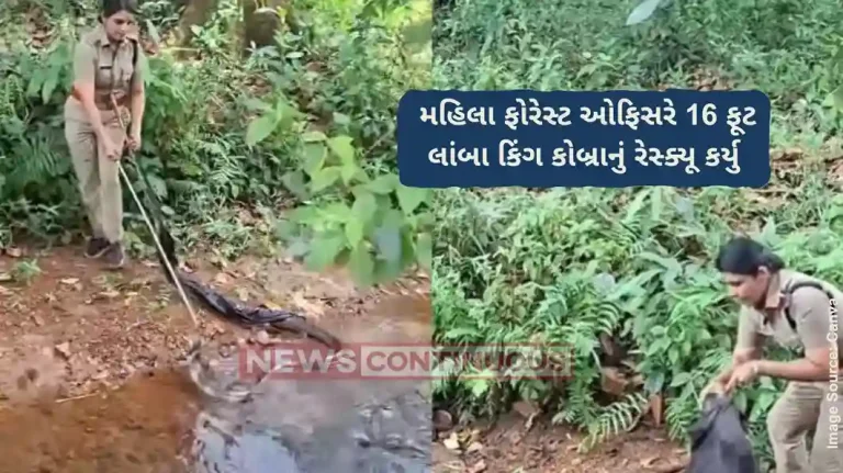 King Cobra Rescue Video 16-foot king cobra is latest of 800 snakes rescued by Kerala forest officer