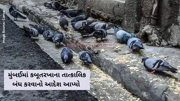 Mumbai Pigeon Feeding Ban ‘Kabootars are dangerous' Maharashtra govt orders immediate shutdown of pigeon feeding points in Mumbai