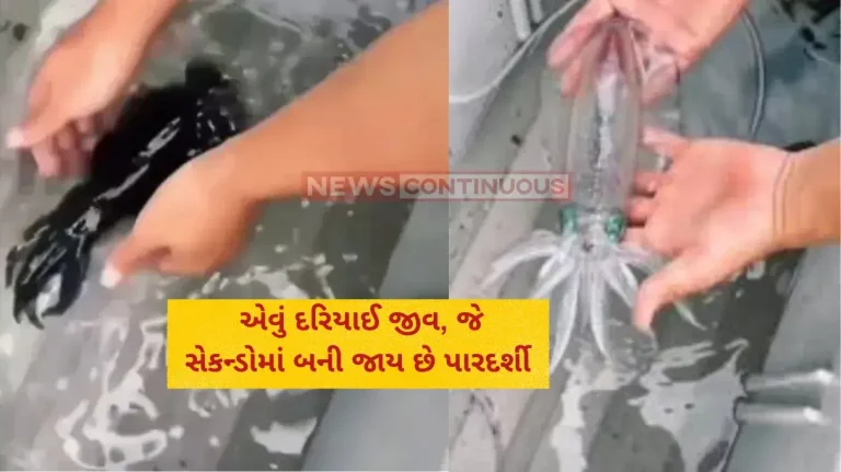 Reef Squid Unique Sea Creature Reef Squid That Becomes Transparent In Seconds Watch Reef Squid :Unique Sea Creature Reef Squid That Becomes Transparent In Seconds Watch