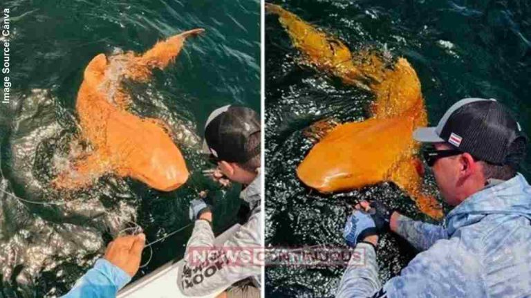 Orange Shark કોસ્ટા રિકા નજીક માછીમારોને એક દુર્લભ નારંગી રંગની શાર્ક મળી