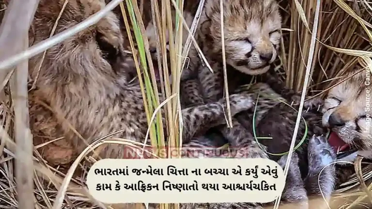 india-cheetah-cubs-swim-rivers