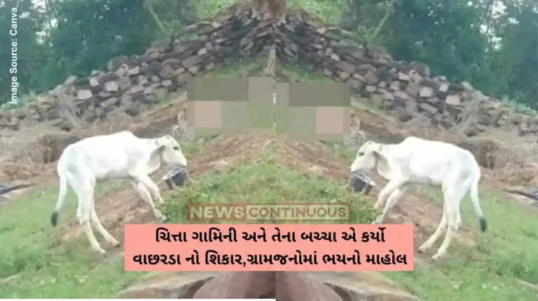 ચિત્તા ગામિની અને તેના બચ્ચા એ કર્યો વાછરડા નો શિકાર,ગ્રામજનોમાં ભયનો માહોલ