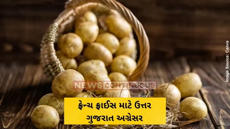 ફ્રેન્ચ ફ્રાઈસ માટે ઉત્તર ગુજરાત અગ્રેસર ફ્રેન્ચ ફ્રાઈસ માટે ઉત્તર ગુજરાત અગ્રેસર