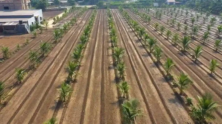 Coconut Farming Gujarat